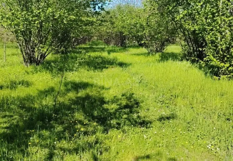 20 sot Torpaq Satılır, 28 may qəs., Qəbələ