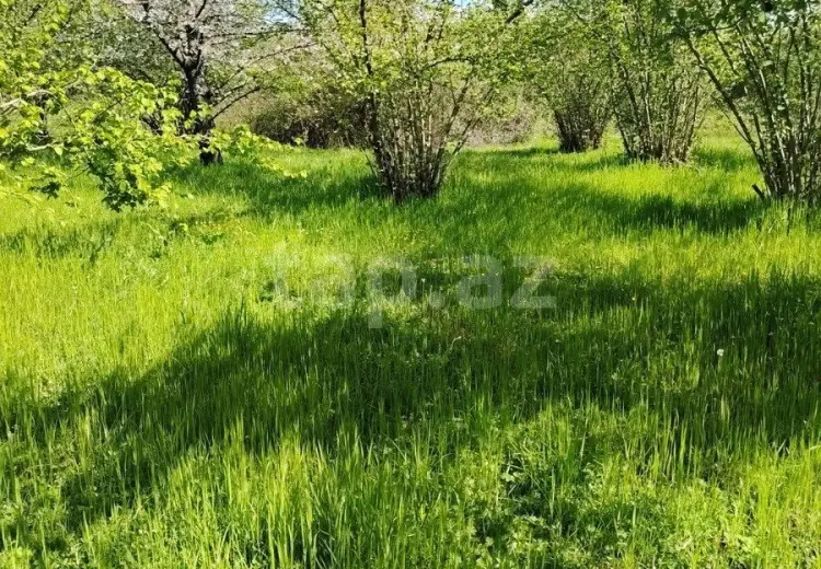 0 m² Obyekt / Ofis , Qəbələ