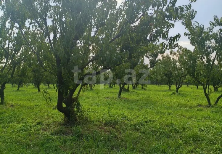 0 m² Obyekt / Ofis , Xaçmaz