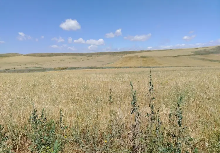 1780 sot Torpaq Satılır, Qobustan şəh., Qobustan