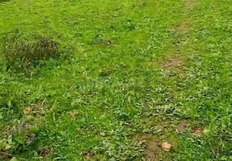 4 sot Torpaq Satılır, Masallı