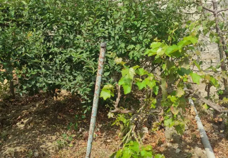 9 sot Torpaq Satılır, Mərdəkan, Xəzər, Bakı