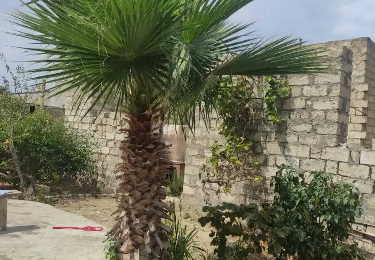 9 sot Torpaq Satılır, Mərdəkan, Xəzər, Bakı