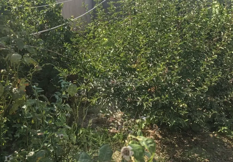 9 sot Torpaq Satılır, Mərdəkan, Xəzər, Bakı