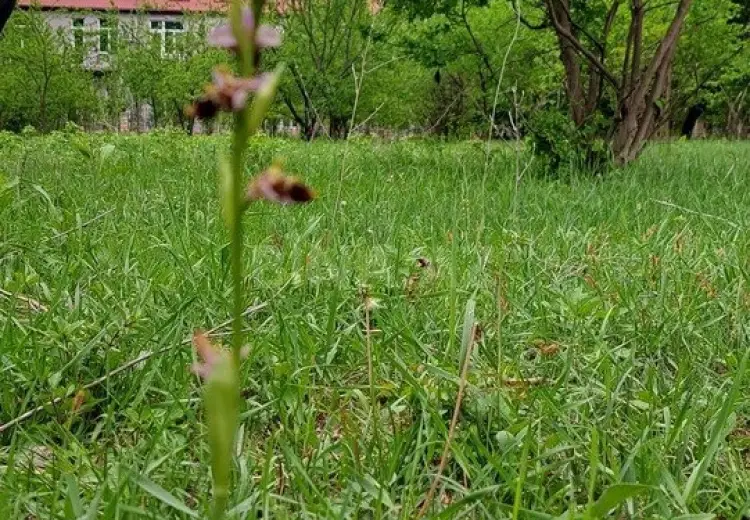 100 m² Obyekt / Ofis Satılır, Oğuz