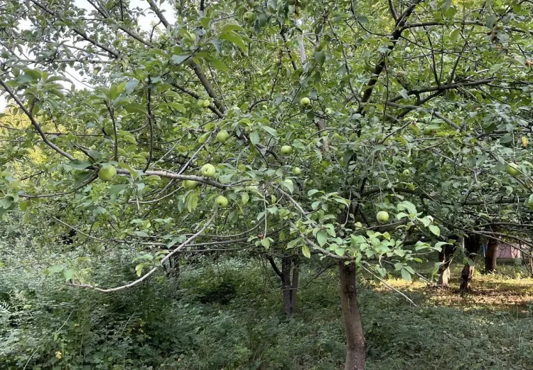 100 m² Obyekt / Ofis Satılır, Oğuz