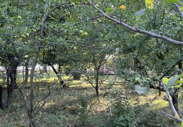 100 m² Obyekt / Ofis Satılır, Oğuz