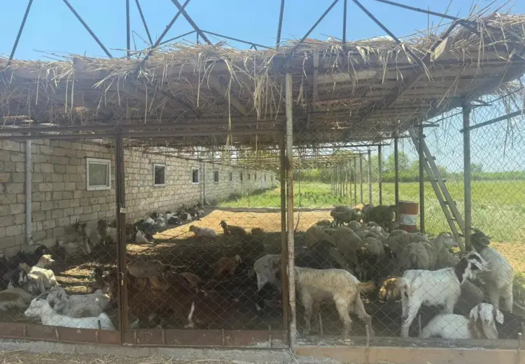 600000 m² Obyekt / Ofis Satılır, Sabirabad