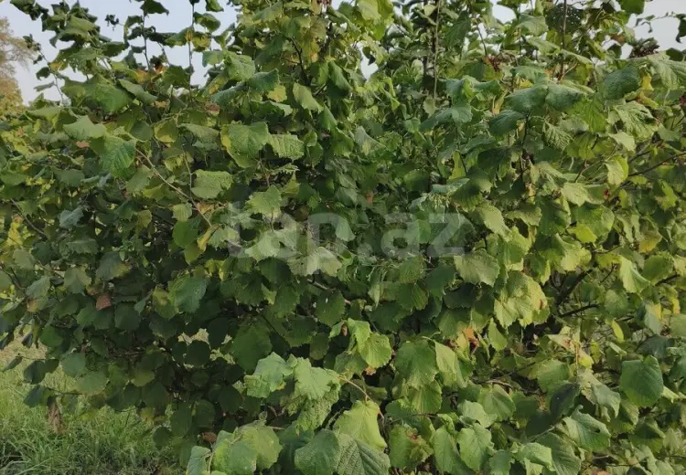 0 m² Obyekt / Ofis , Xaçmaz