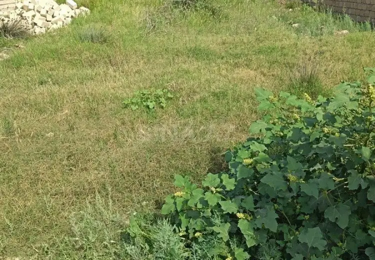 4 sot Torpaq Satılır, Novxanı, Abşeron