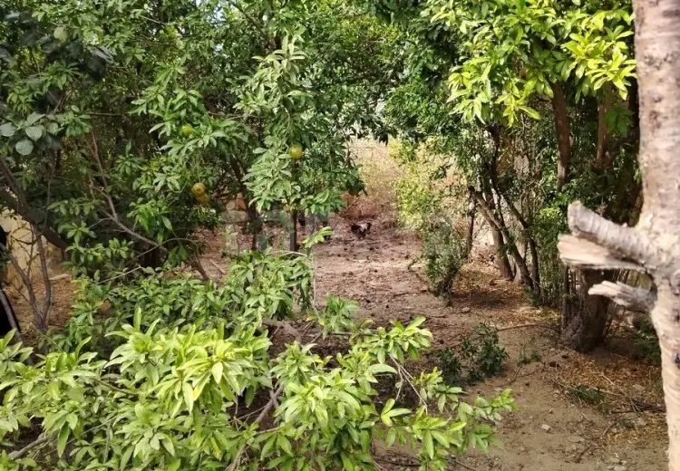 0 m² Obyekt / Ofis , Saray, Abşeron