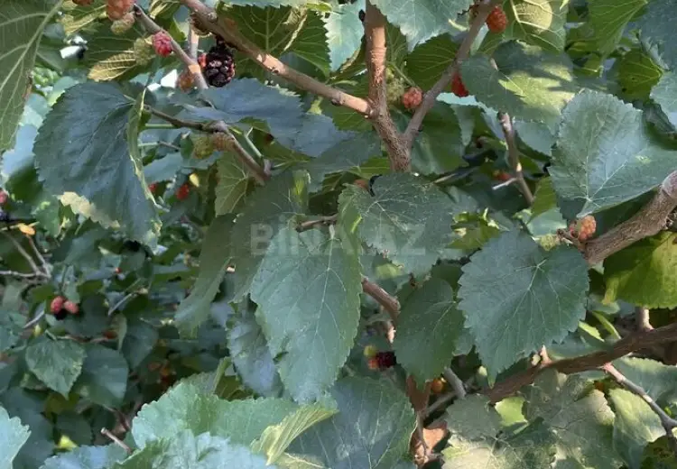 10 sot Torpaq Satılır, Saray, Abşeron