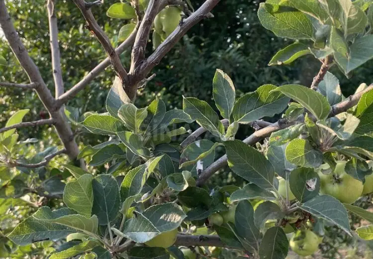 10 sot Torpaq Satılır, Saray, Abşeron