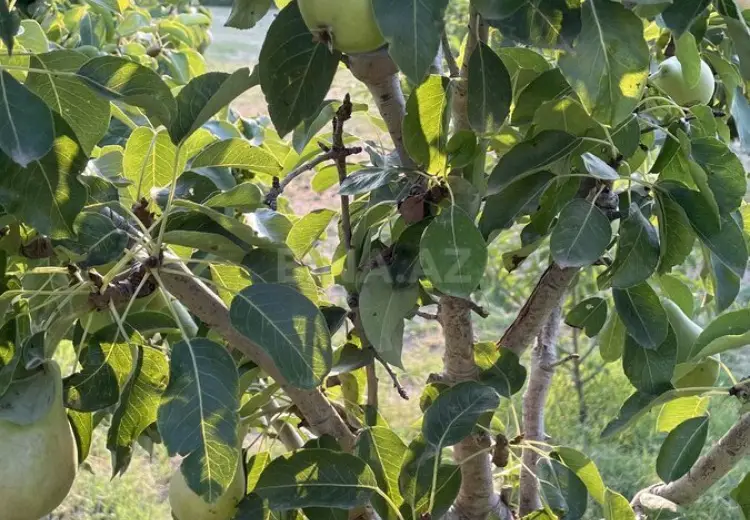 10 sot Torpaq Satılır, Saray, Abşeron