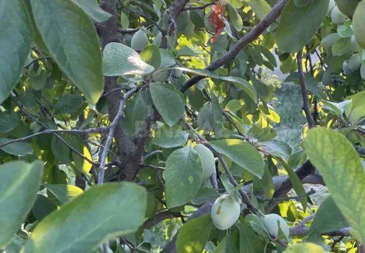 10 sot Torpaq Satılır, Saray, Abşeron