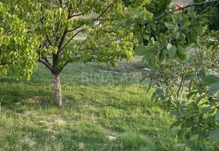 10 sot Torpaq Satılır, Saray, Abşeron