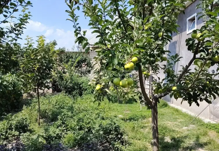 3 otaqlı mənzil , Şəki