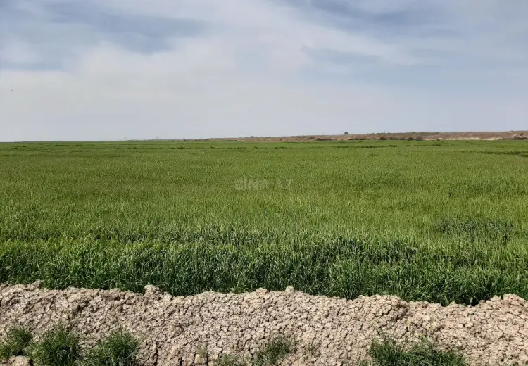 250 000 AZN - 40000 sot Torpaq Satılır, İmişli