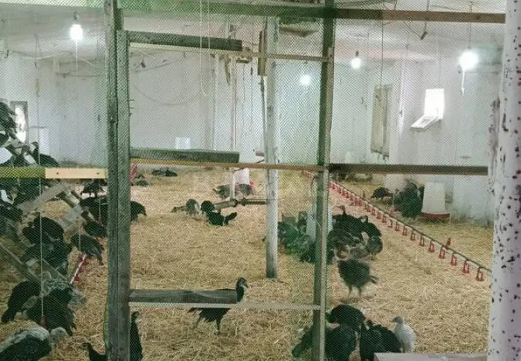 60 000 AZN - 1200 m² Obyekt / Ofis Satılır, Siyəzən