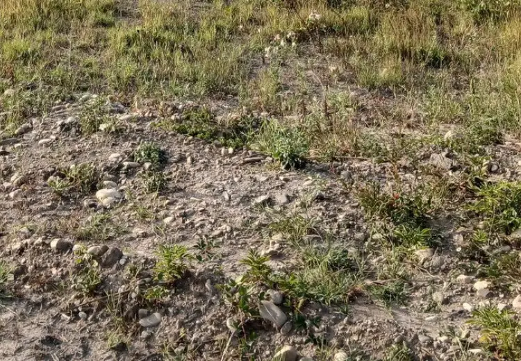 40 sot Torpaq Satılır, Qusar