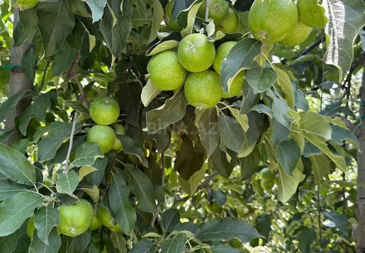5 000 000 AZN - 5000 sot Torpaq Satılır, Qusar