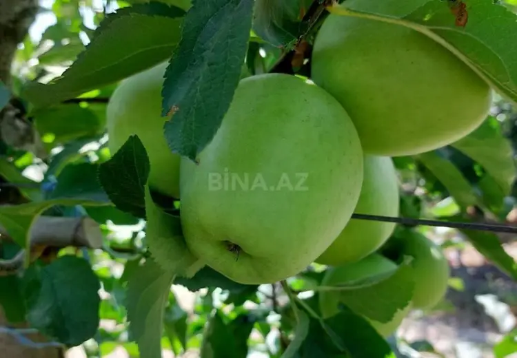 5 000 000 AZN - 5000 sot Torpaq Satılır, Qusar
