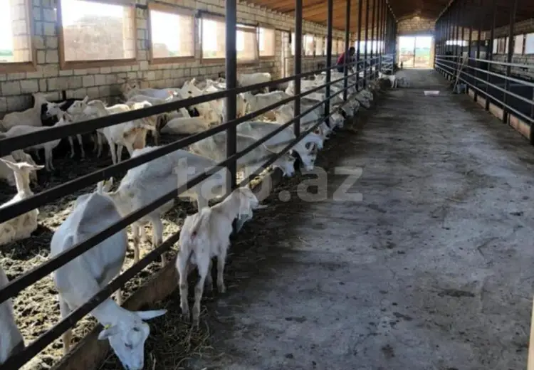 850 000 AZN - 0 m² Obyekt / Ofis , İmişli