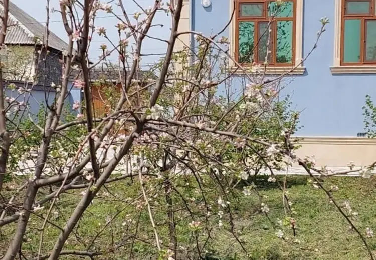 700 AZN - 4 otaqlı mənzil Kirayə (aylıq), Qəbələ