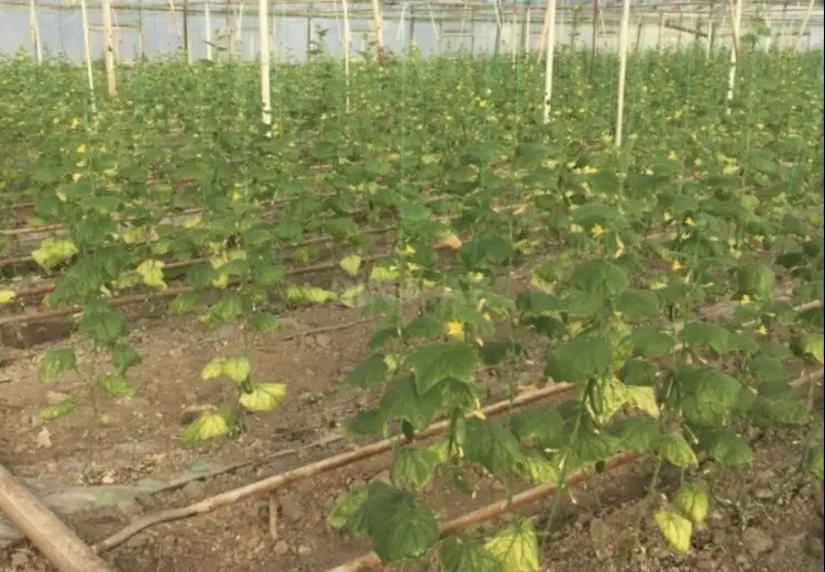 310 000 AZN - 60000 m² Obyekt / Ofis Satılır, Salyan