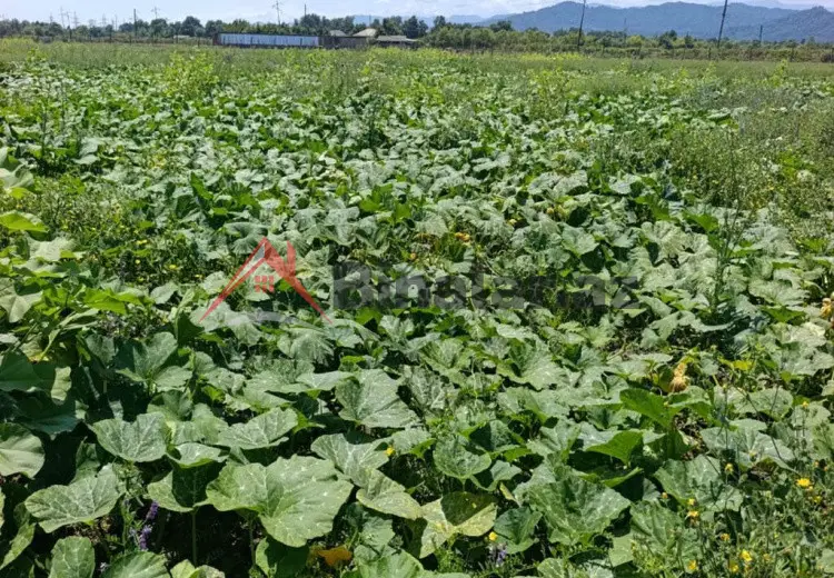 850 AZN - 3300 sot Torpaq Kirayə (aylıq), Lənkəran