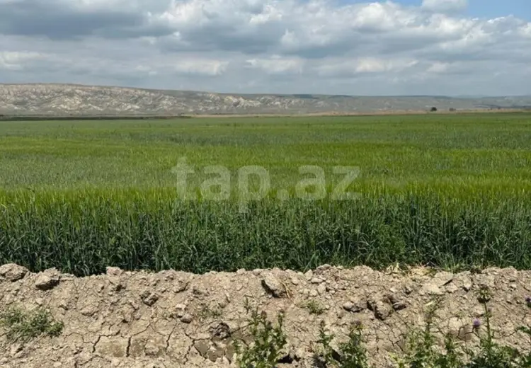 1 300 000 AZN - 0 m² Obyekt / Ofis , Göyçay