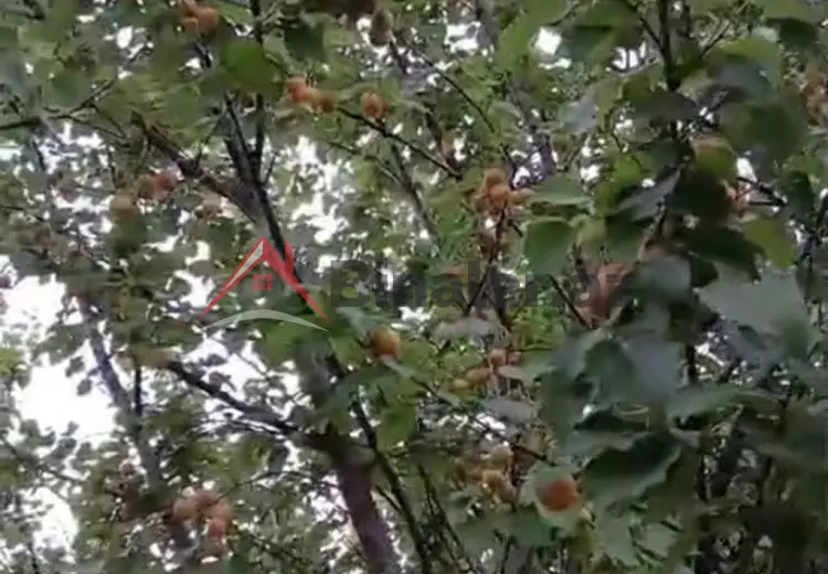 24 000 AZN - 12 sot Torpaq Satılır, Tovuz