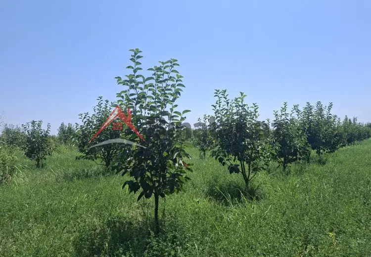 40 000 AZN - 100 sot Torpaq Satılır, Göyçay
