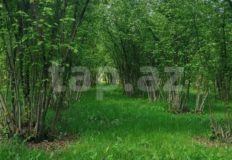 50 000 AZN - 0 m² Obyekt / Ofis , Qax