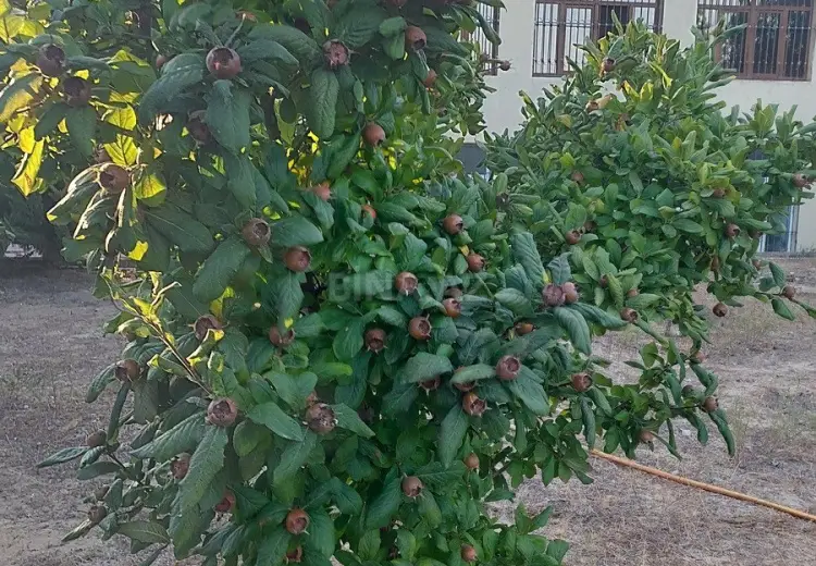 62 500 AZN - 5 sot Torpaq Satılır, Pirallahı, Bakı