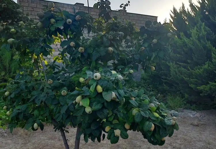62 500 AZN - 5 sot Torpaq Satılır, Pirallahı, Bakı