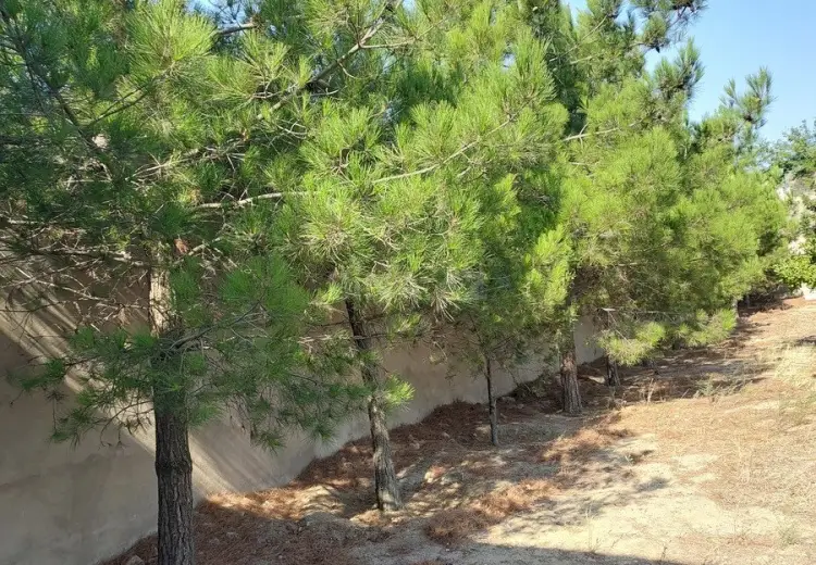 62 500 AZN - 5 sot Torpaq Satılır, Pirallahı, Bakı