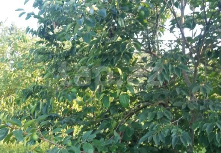 36 000 AZN - 0 m² Obyekt / Ofis , Göyçay