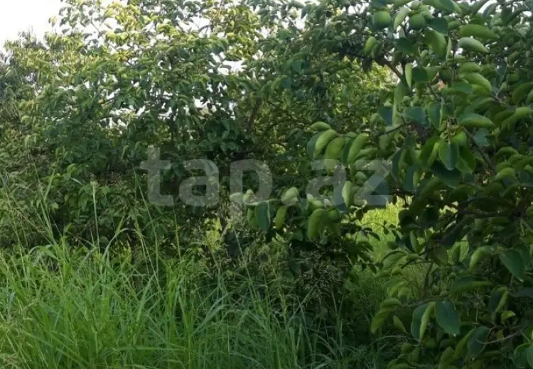 36 000 AZN - 0 m² Obyekt / Ofis , Göyçay