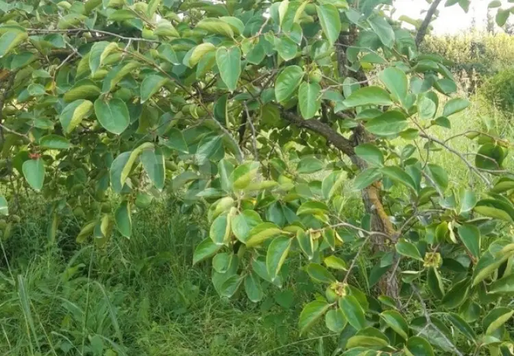 36 000 AZN - 0 m² Obyekt / Ofis , Göyçay