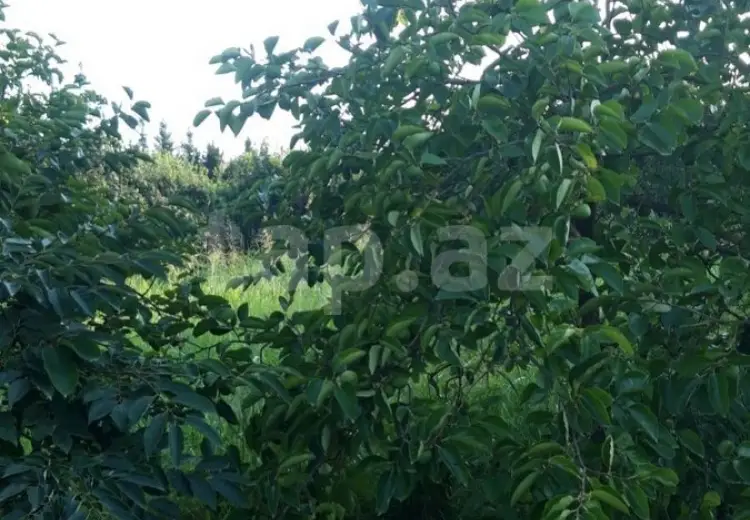 36 000 AZN - 0 m² Obyekt / Ofis , Göyçay