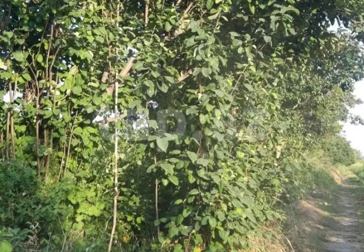 36 000 AZN - 0 m² Obyekt / Ofis , Göyçay