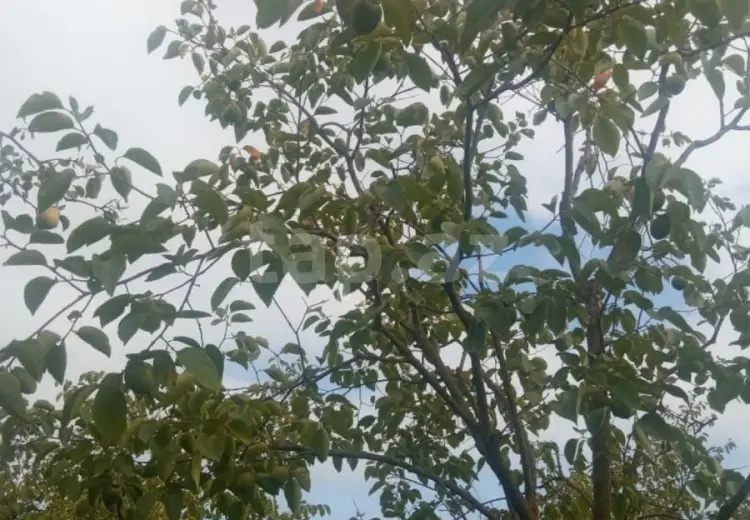 36 000 AZN - 0 m² Obyekt / Ofis , Göyçay