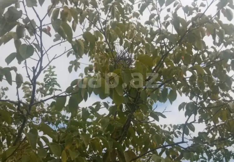 36 000 AZN - 0 m² Obyekt / Ofis , Göyçay