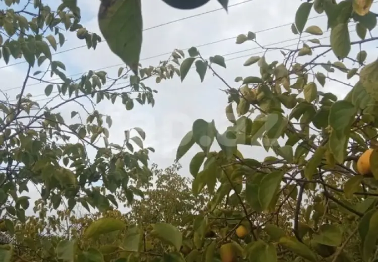 36 000 AZN - 0 m² Obyekt / Ofis , Göyçay