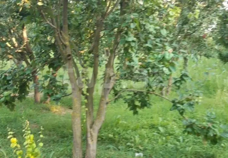 36 000 AZN - 0 m² Obyekt / Ofis , Göyçay