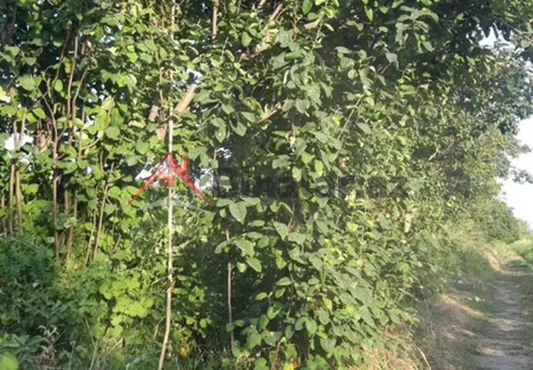36 000 AZN - 300 sot Torpaq Satılır, Göyçay