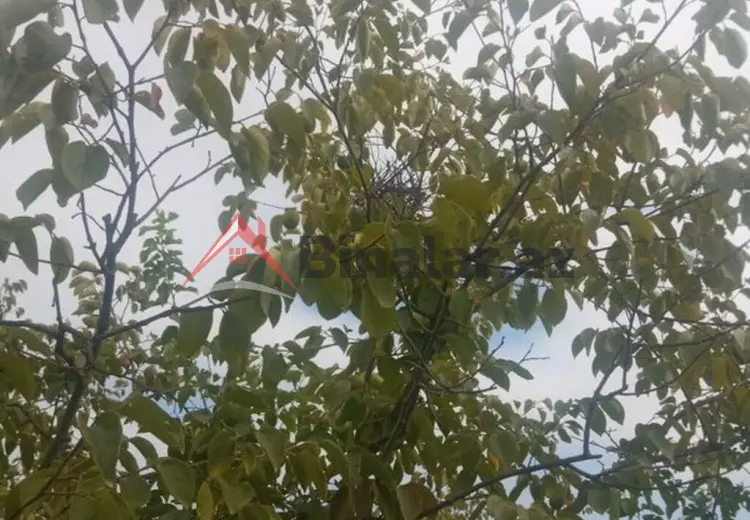 36 000 AZN - 300 sot Torpaq Satılır, Göyçay