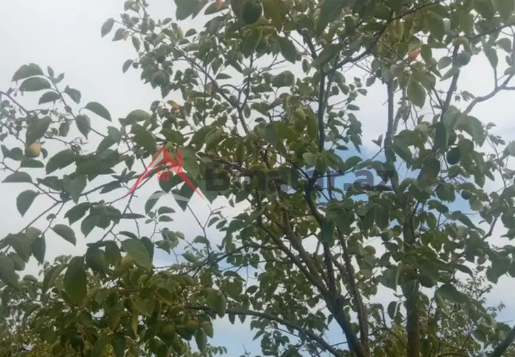 36 000 AZN - 300 sot Torpaq Satılır, Göyçay