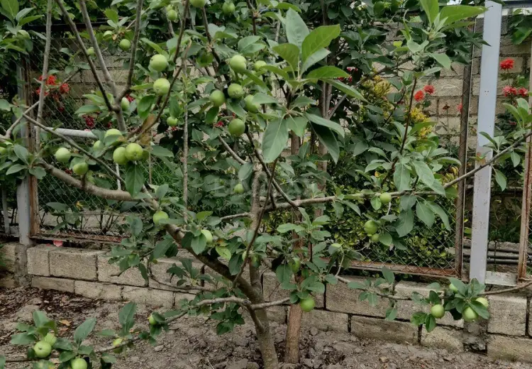 65 000 AZN - 3 otaqlı mənzil Satılır, Nabran